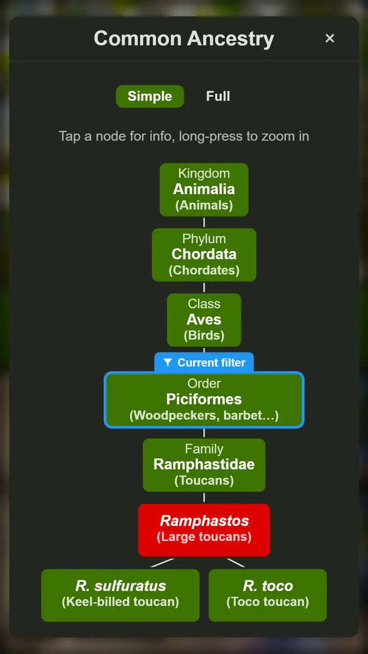 DuoNat's Common Ancestry view, showing the chain from Kingdom Animalia down through Aves and Ramphastidae to the two toucan species in the round.