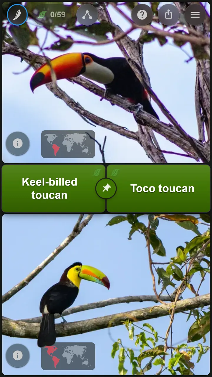 A DuoNat round: two toucan photographs, one above the other, with the names “Keel-billed toucan” and “Toco toucan” between them waiting to be matched.