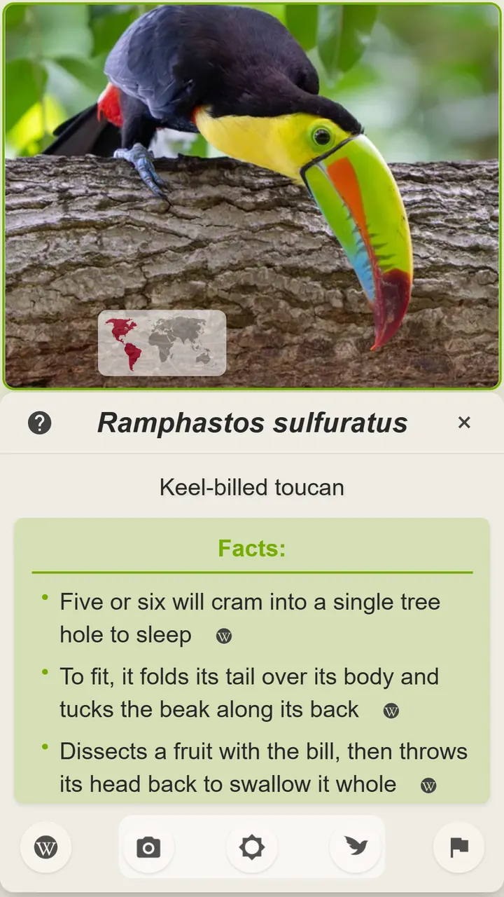 A taxon info panel for the Keel-billed toucan, listing three facts about how it sleeps and feeds, each with a link to its source.